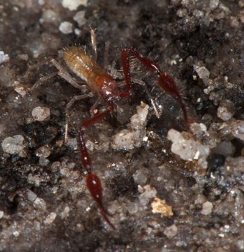 Media type: image;   Invertebrate Zoology 21577